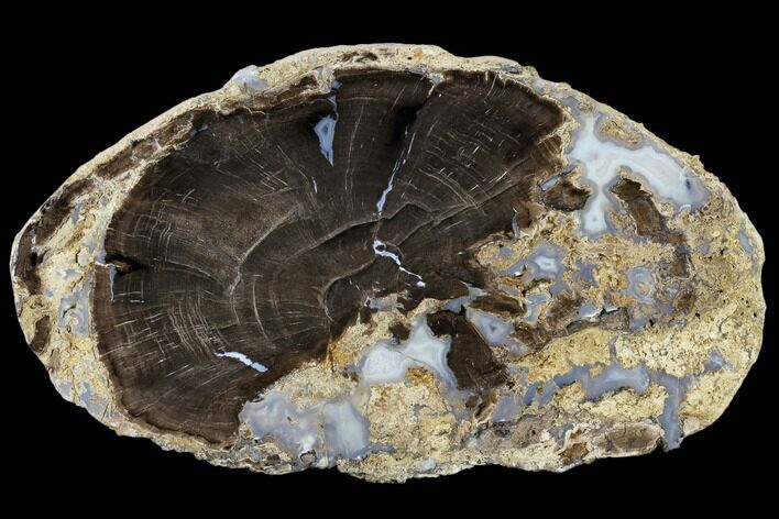 Petrified Wood (Schinoxylon) Slab - Blue Forest, Wyoming #114459